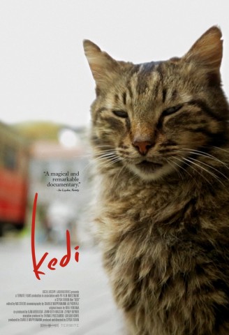 Poster for Kedi