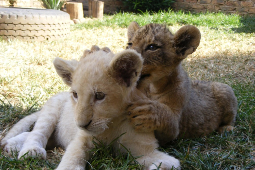 Blood Lions movie still