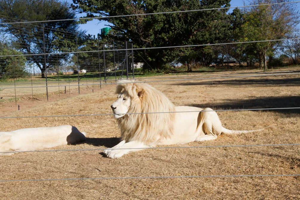 NATURE BOY -  An Interview with LEANING INTO THE WIND director Thomas Riedelsheimer