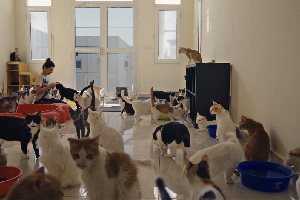 25 Cats from Qatar