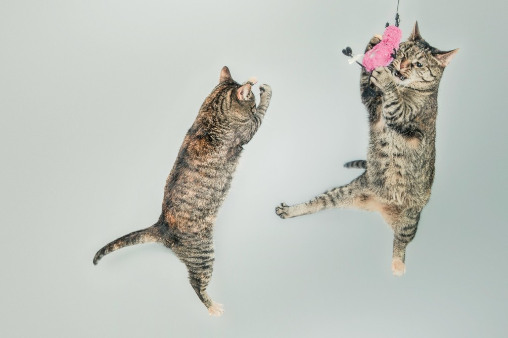 CatVideoFest 2026