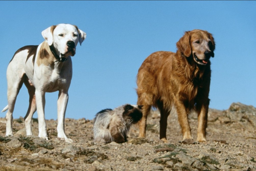 Homeward Bound: The Incredible Journey movie still