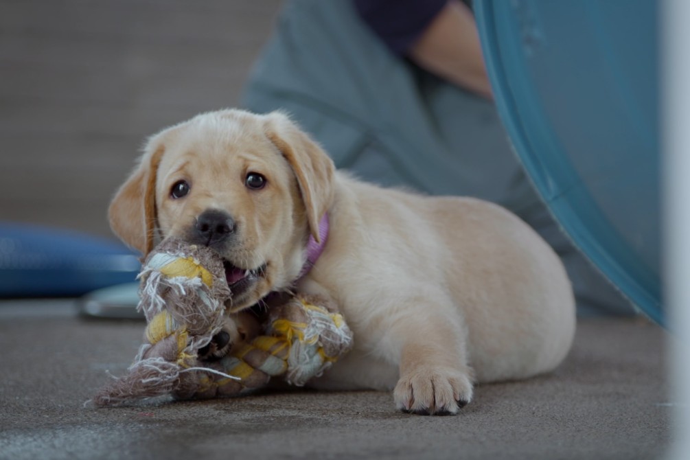 Pick of the Litter movie still