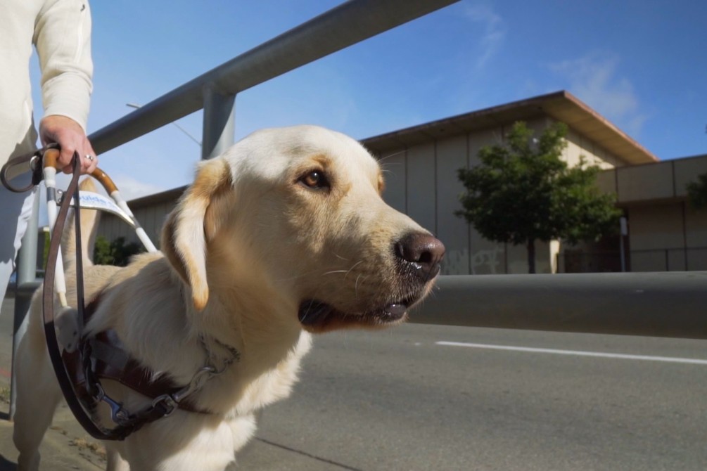 Pick of the Litter movie still