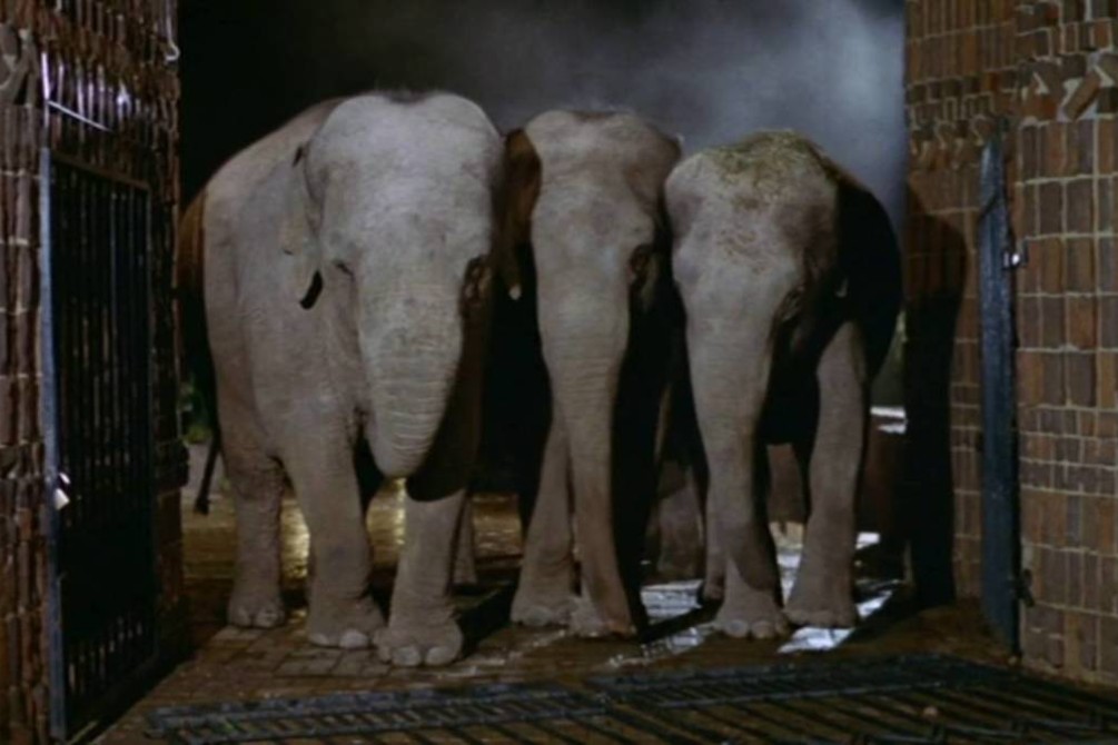 Wild Beasts movie still