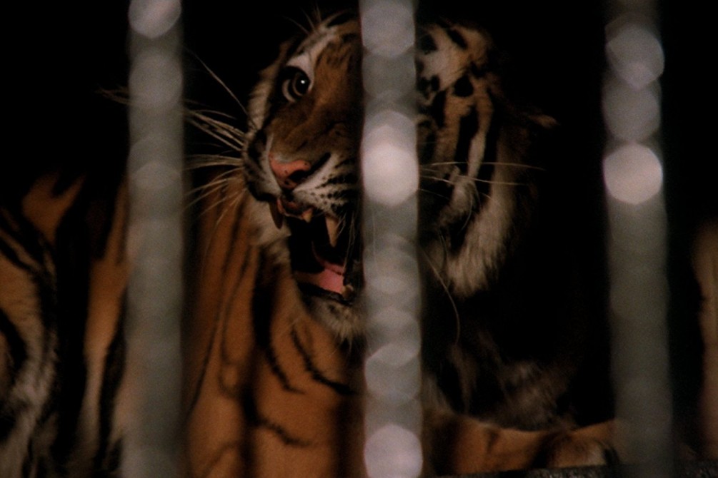 Wild Beasts movie still