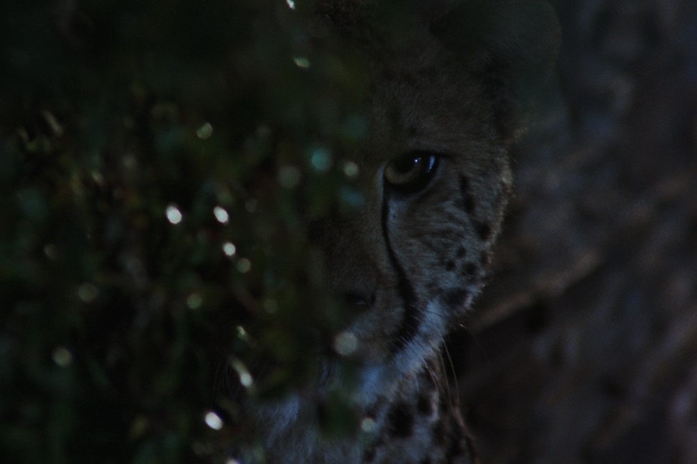 Wild Beasts movie still